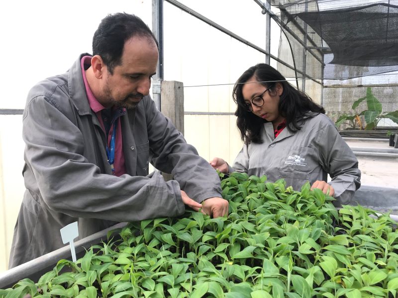 Pesq Mauricio Coelho e Iumi Toyosumi, Eng Agric-Mudas bananeira hidroponia-Alessandra Vale