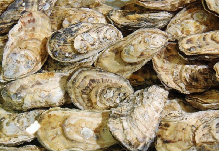 Aquicultura e Pesca. Crédito: Epagri