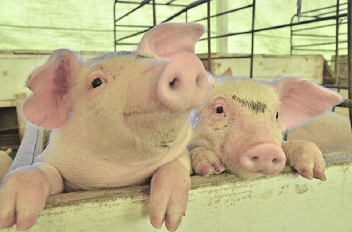 suinos_embrapa