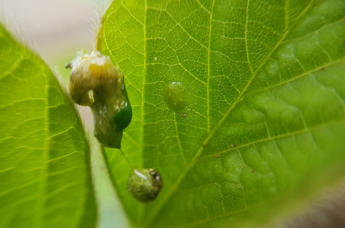 2 – Helicoverpa Foto Divulgacao_editado