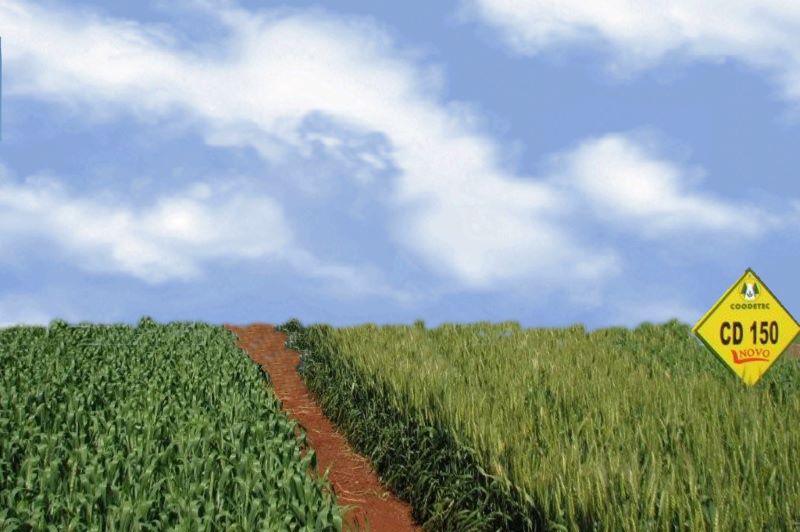 Trigo -Coodetec