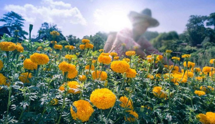 campo de calendulas_shutterstock
