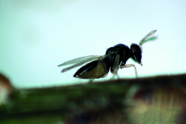 Vespas contra o greening