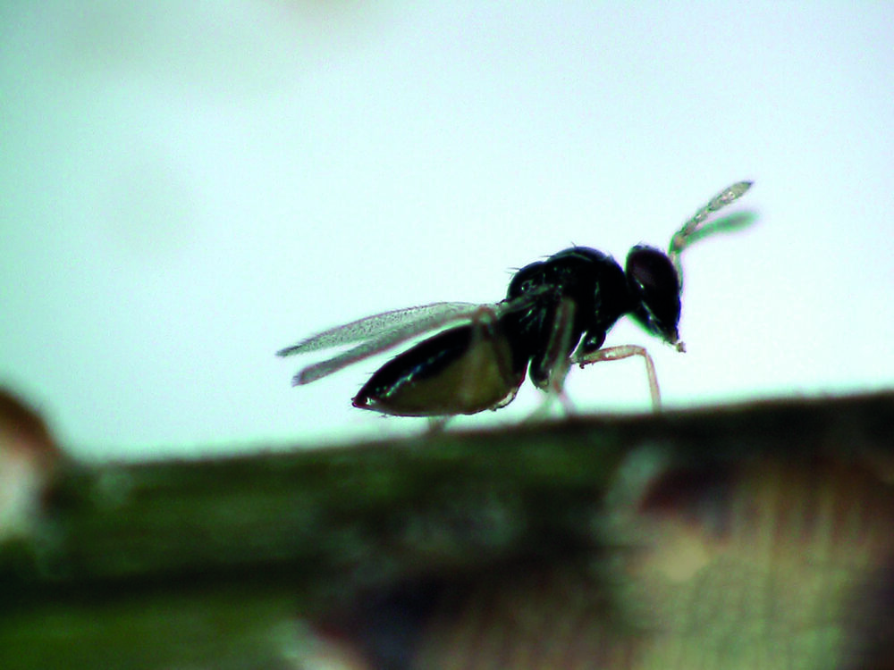 Vespas contra o greening