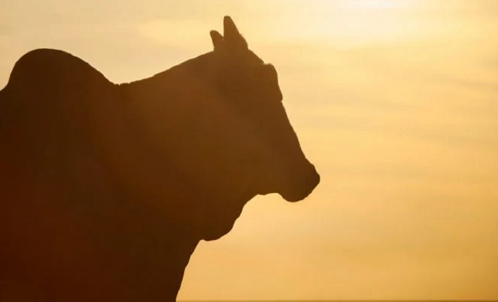 Bovino da raça nelore, originária da Índia. Representa 85 do gado brasileiro para produção de carne_Foto_Shutterstock