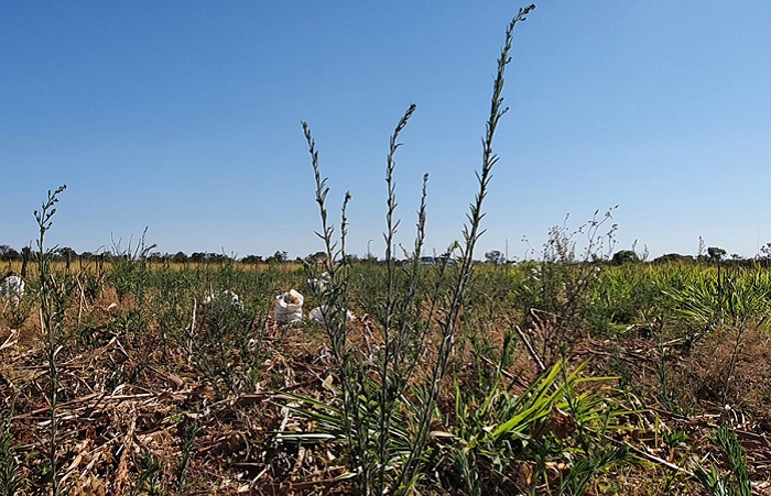 Breno Lobato_Embrapa