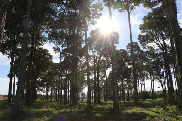 Renata Kelly da Silva_Embrapa