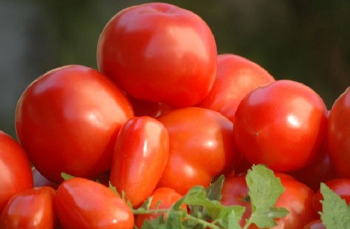 Tomate Organico