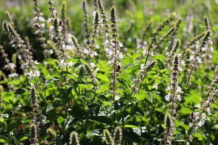 óleos_essenciais_apta