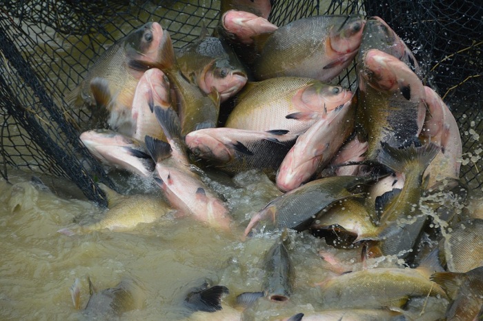 piscicultura1
