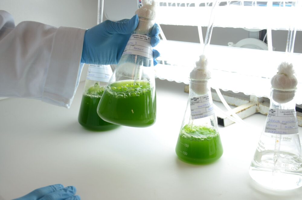 0 – FOTO ABRE -microalgas_by_daniela_collares (31)