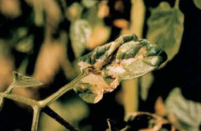 Foto_Acervo da Embrapa Hortaliças