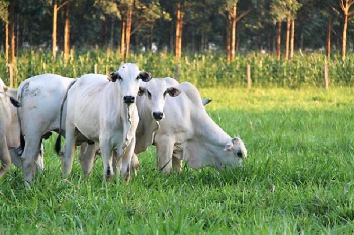 Foto_Banco de Imagens Embrapa.