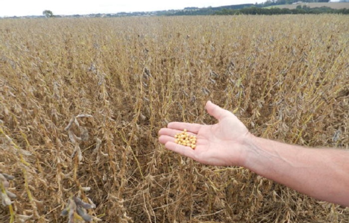 Foto_Giovani Luiz CastoldiDivulgação Embrapa