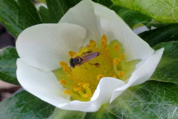 Foto_Katia Braga_Divulgação Embrapa Meio Ambiente