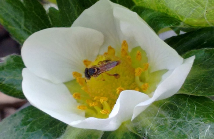 Foto_Katia Braga_Divulgação Embrapa Meio Ambiente