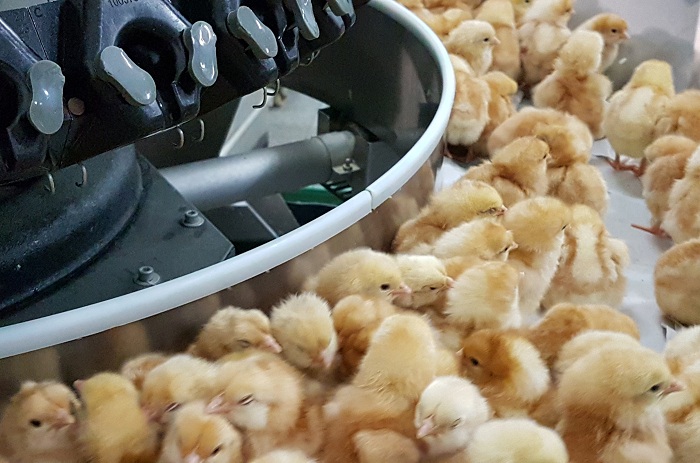 bem-estar-das-aves_embrapa1.jpg-Paulo-Abreu_Embrapa-Suinos-e-Aves