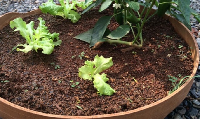 horta_embrapa_editado