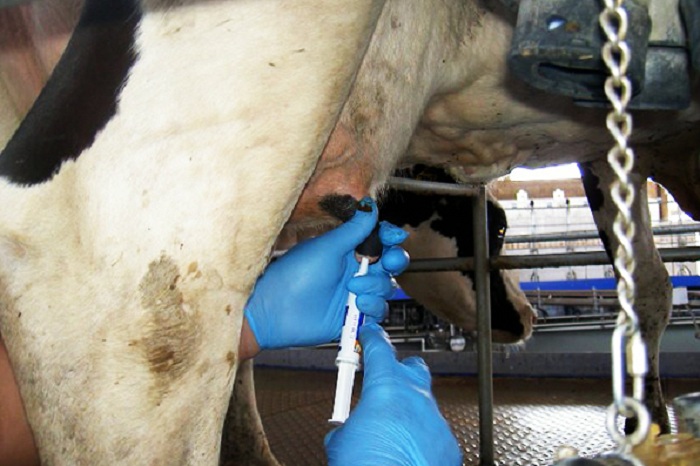 periodo-de-secagem-das-vacas_Foto-Divulgacao