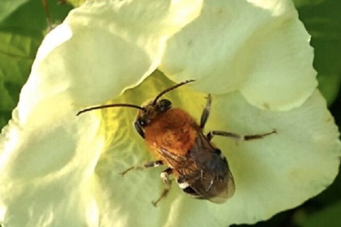 5 – IMG_004_Embrapa_editado