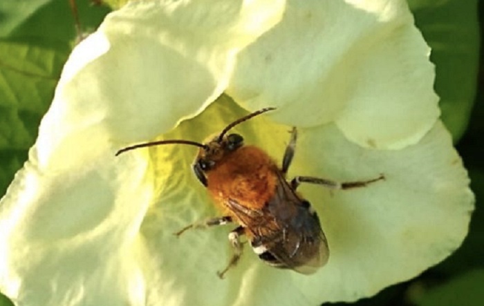 5 – IMG_004_Embrapa_editado