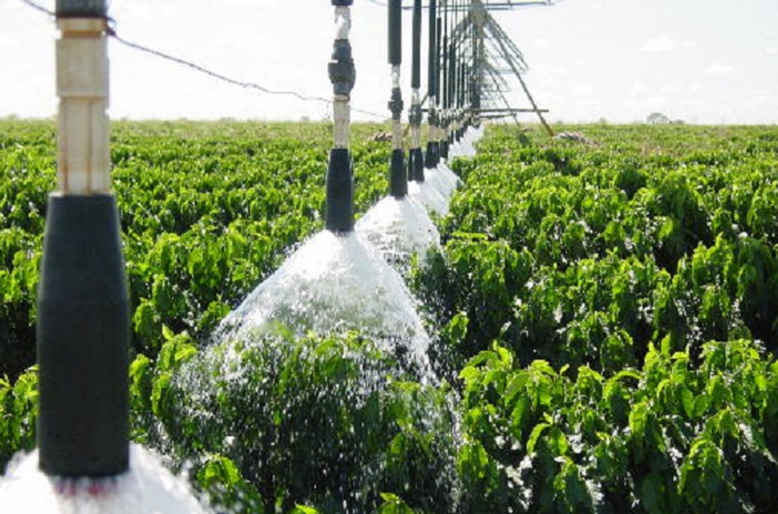 café_irrigação vertical_embrapa