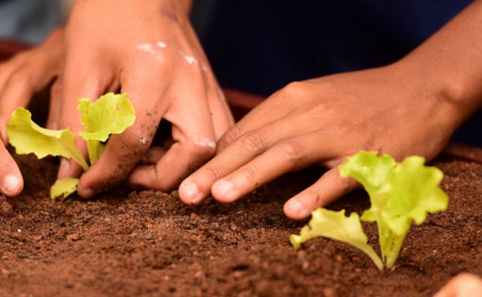 0-Horta-Sensorial—Uberaba-(503)-(1)-l_editado