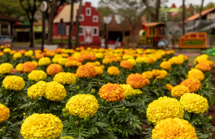 7 – IMG_ABRE_parque-da-Expoflora-2022–4-editado