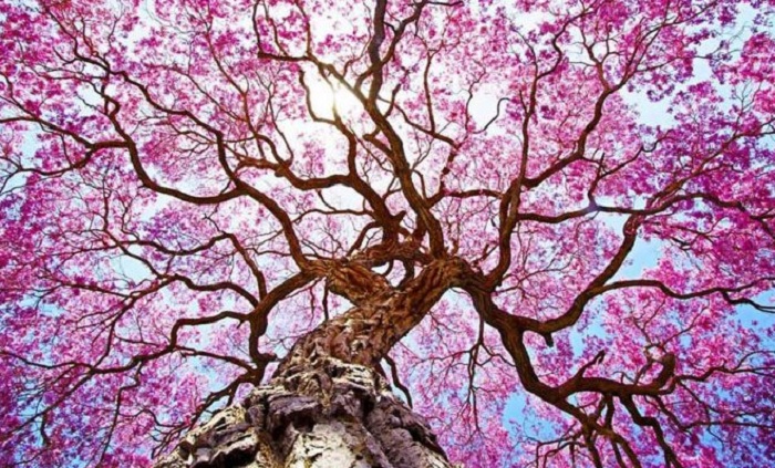 RobertoTetsuo_Shutterstock