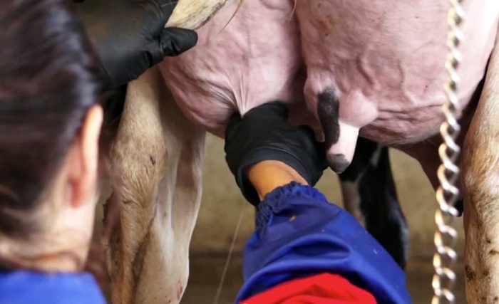 mastite-bovina_foto-divulgacao_A Lavoura