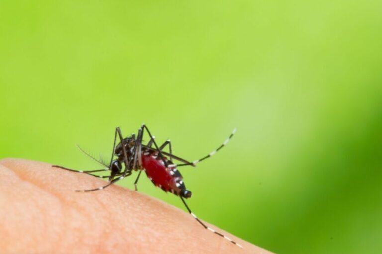 Armadilha combate mosquito da dengue. mosquito da dengue em pele humana