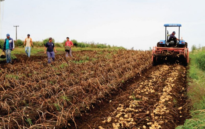 Paulo-Lanzetta_Embrapa_fotor