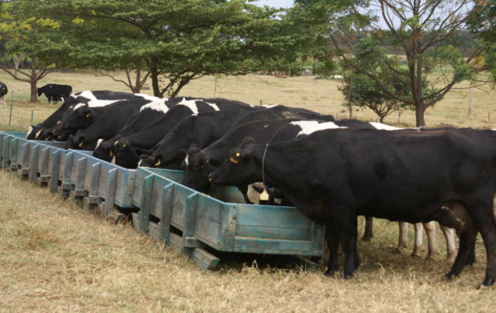 cocho_Embrapa_Cristina_Brito_fotor