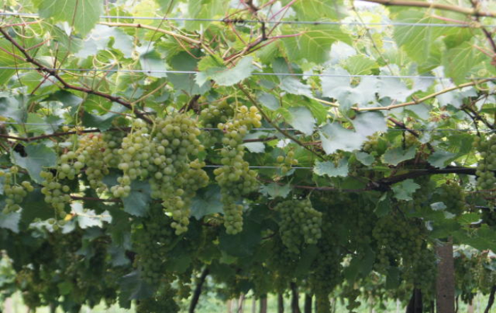 uvas_bibiana_Embrapa_fotor