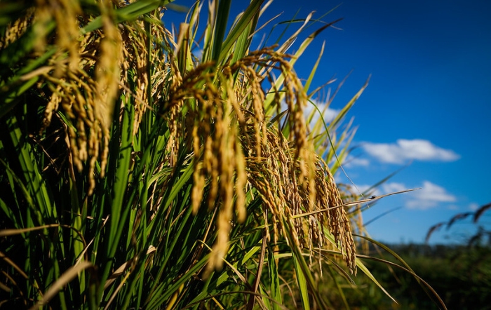 CNA pede suplementação de R$ 200 mi para o seguro rural