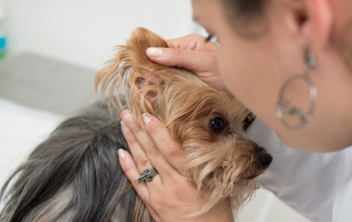 Pet_Divulgação_A Lavoura+editado1_fotor