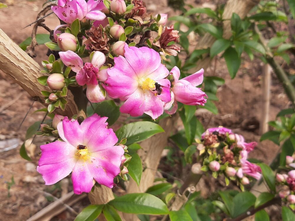 0 – FOTO ABRE – ESCOLHER UMA Credito CRISTINA BARAN 1