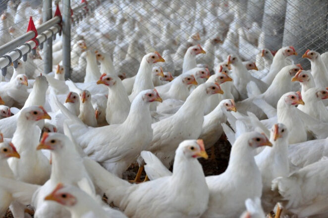 bem estar das aves_embrapa_fotor