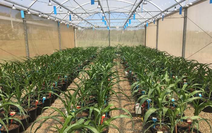 Foto: Rafael Souza/GCCRC)