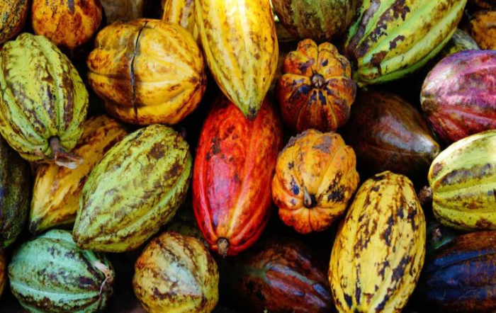 fotor_2023-1-23_16_35_24_Vagens de cacau de Samana República Dominicana_Foto_Sylvie Corriveau_Shutterstock_