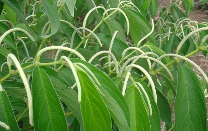 Foto: Murilo Fazolin