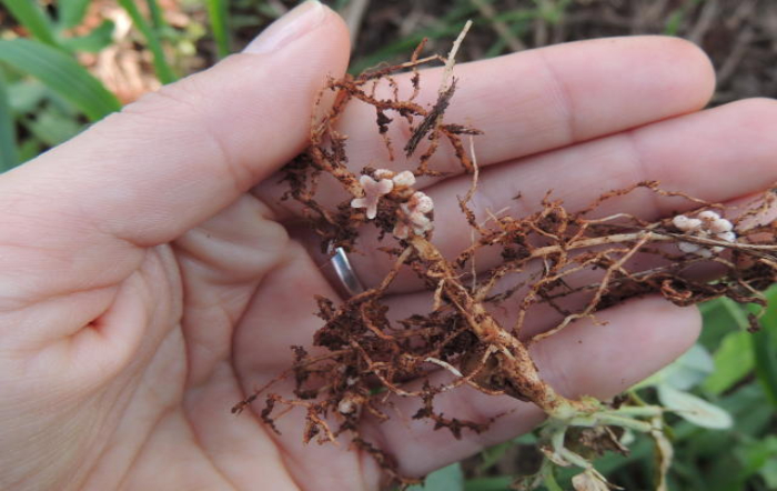 Foto: Divulgação Embrapa