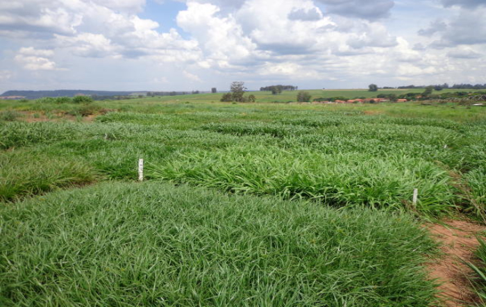 Frederico de Pina MATTA+Embrapa