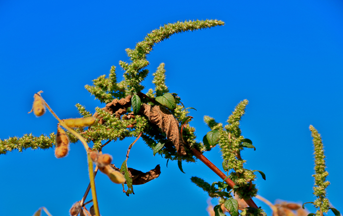 Foto: Felipe Rosa/Embrapa
