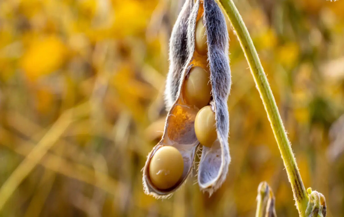 Grãos de soja_Foto_Alf Ribeiro_Shutterstock