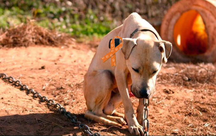 Divulgação A Lavoura