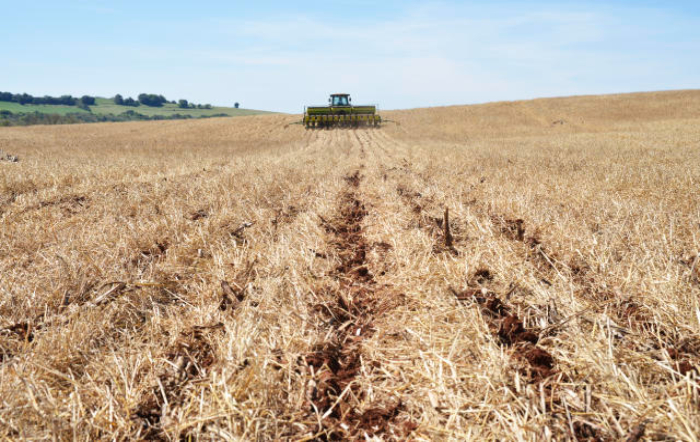 Foto: Luiz Henrique Magnante/Embrapa