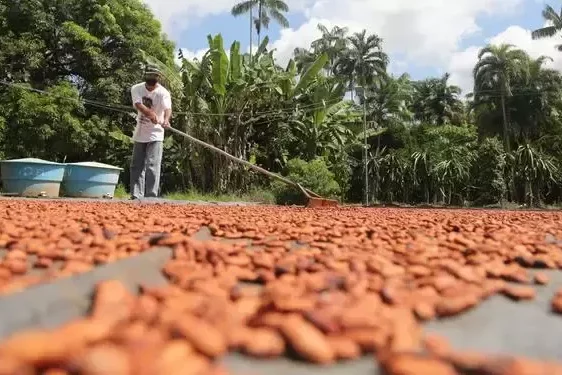 cacau-sidney-oliveira.jpg-2-600×375