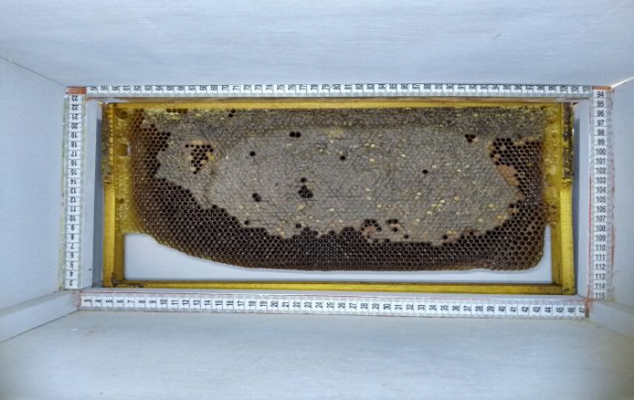 (Foto: Epagri/Divulgação)