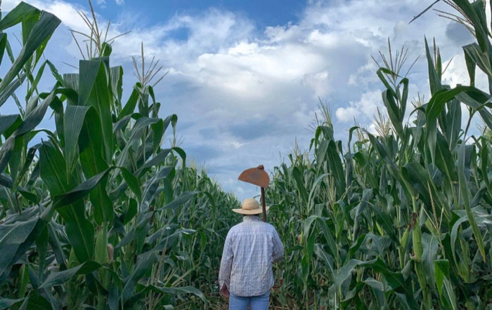 Campo de milho_Shutterstock